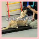 댕큐 | 대구 강아지 유치원 독 피트니스 댕큐 후기