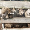 지안목장 이미지