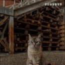 맑은숲동물병원 | 평택동물병원 맑은숲동물병원 최적의 보호자 선택 기준