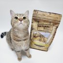 (주)피앤비 인터내셔널 | 요로 건강 관리 알러지 없는 고양이 사료 [내추럴 그레이트니스 캣 탑 마운틴] 급여 후기