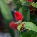 여우꼬리 이미지