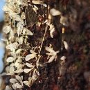 느티나무(주) 이미지