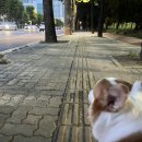 반디동물병원 이미지