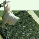 매화반점 이미지