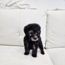 멍멍하개 이미지