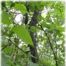 토종오리나무(호께나무) 이미지
