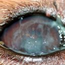 열린동물약국 이미지