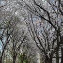 제방길 | 서울 벚꽃 명소 송정제방길 후기🌸 (+주차정보)