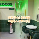 버블독스포항