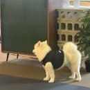 부평 애견동반카페 리벌티 LIBERTY (강아지 태식이)