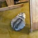 (주)마이펫코리아 | 우암동 고양이가 행복한 카페 마이 펫 프렌즈