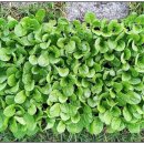 흥부 공설시장 이미지