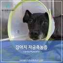 풍동동물병원 이미지