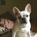 멍멍이매점 이미지