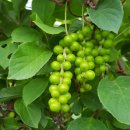 단비농장 이미지