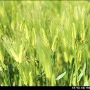 올레청보리민박 이미지