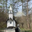 씨유 가평아침고요점 | 4월 가평 아침고요수목원 벚꽃 목련 별목련 튤립 수선화 개화상황(2026.4.14)