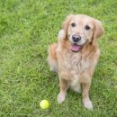 개털도사 이미지