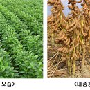 대풍원예 이미지