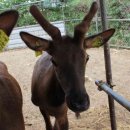 유일사슴목장 이미지