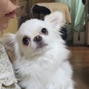 FCone펫 | [알러지, 눈물 많은 강아지 사료 추천] 가수분해, 기호성 최고!!! 내돈내산