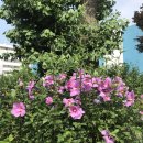 샛골로41번길 이미지