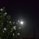 무궁화 슈퍼 이미지