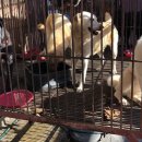 구포시장 상인회 | "완전 폐업했다던 부산 구포 개시장에서 몰래 개고기를 팔았습니다"