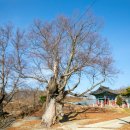 김창식효자문 이미지