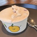 배배카페 | [양양] 배배 젤라또 과수원 뷰 카페 방문 후기