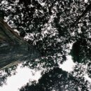 피톤치드 일렁이는 축령산 편백나무 숲 이미지