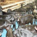 누리흑염소 이미지