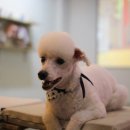 견사무소 호텔 유치원 이미지