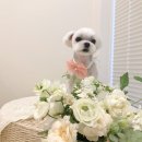 펫뷰티샵 페이보릿 이미지