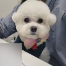 아모르 댕 이미지