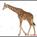 기린에너지 이미지