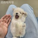 으라차차멍 네이버블로그
