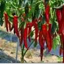 성가방앗간 이미지