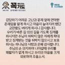 콩깍지 이미지