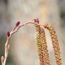 오리나무 이미지