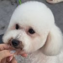 애견미용교실 | 애견 미용사 자격증 준비 중 캄애견 미용학원 다니는 후기