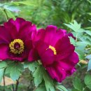 꽃그림 색연필화 이미지