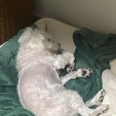 태양 동물병원 | 부평 동물병원 추천 ⭐ 모모동물의료센터 강아지 치과 후기 🐶🦷 노견 스케일링, 발치