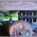 금강송통나무황토집 이미지