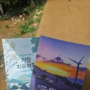 국화 | 거창 감악산 아스타국화 후기