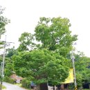 도립리 육괴정 이미지