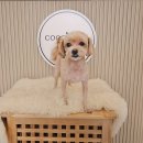 코코마리(coco mari) | 첫 미용도 안심! 동구 코코마리 애견 미용 다녀왔습니다!