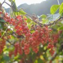 평창오미자영농조합법인 이미지