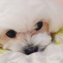 의성동물병원 이미지