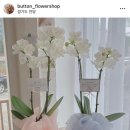 버튼플라워샵